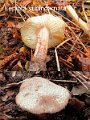 Lepiota subincarnata-amf1215